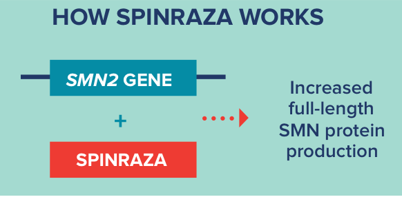 How SPINRAZA works to treat SMA